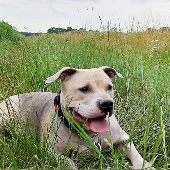 Bullterrier_tricolor_close