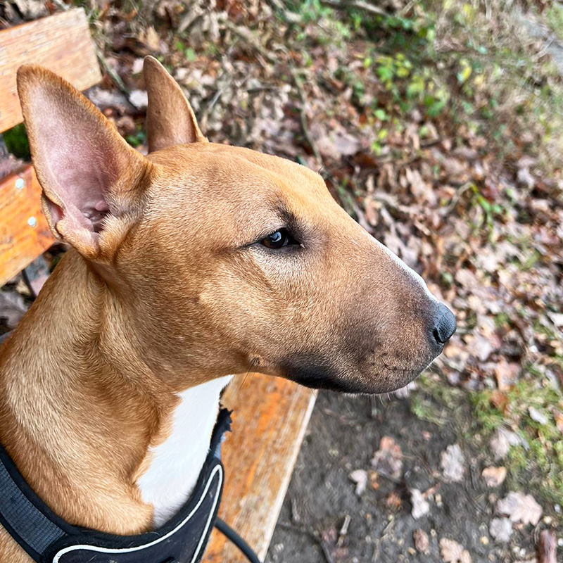 Bullterrier_tricolor_close