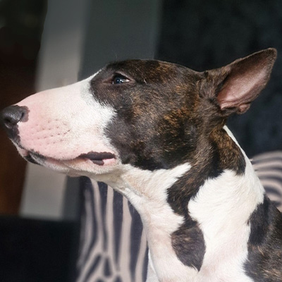 Bullterrier_tricolor_close