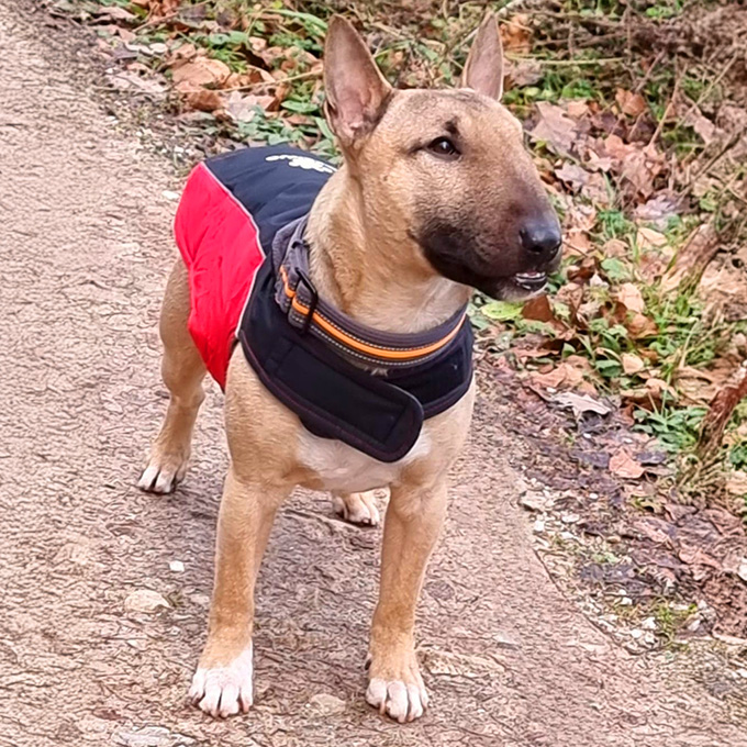 Bullterrier_tricolor_close