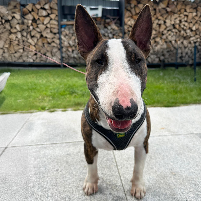 Bullterrier_tricolor_close