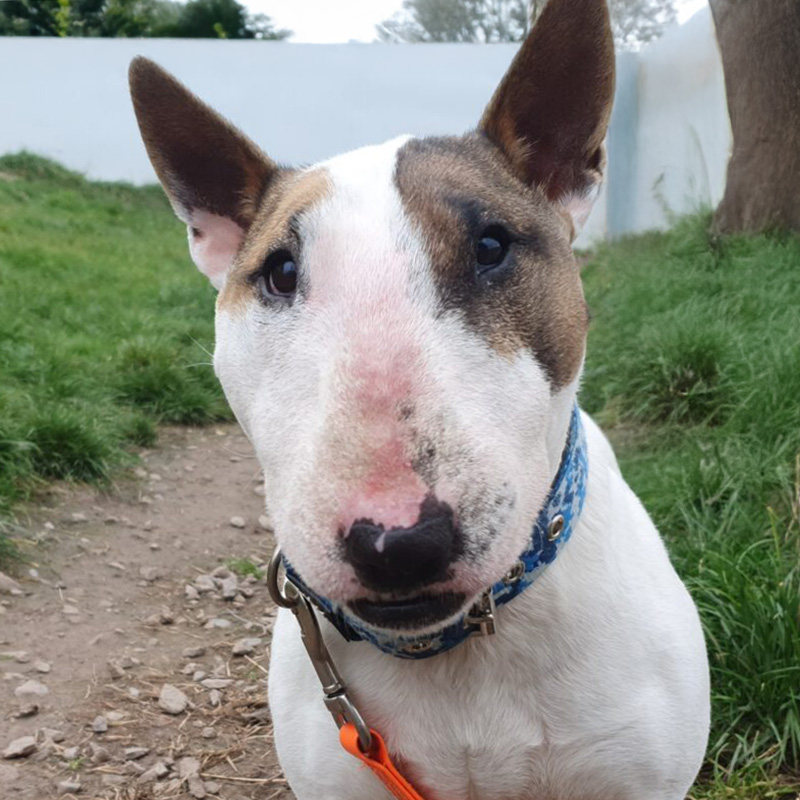 Bullterrier_tricolor_close