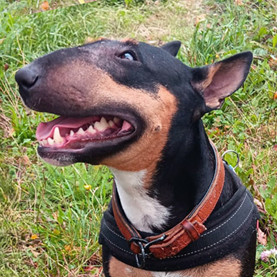 Emma ist ein tricolor Mini Bulli.