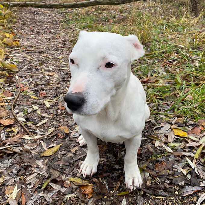 Manfred Miniatur Bullterrier Mischling