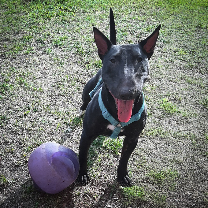 Fredda 2019 Miniatur Bullterrier