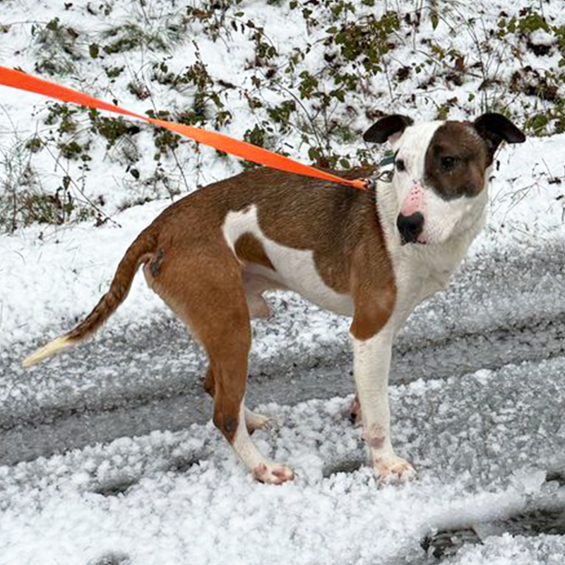 Tyron Bullterrier Mix