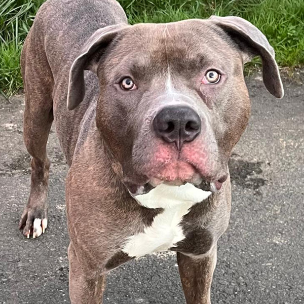 Celo ist ein American Staffordshire Terrier Rüde