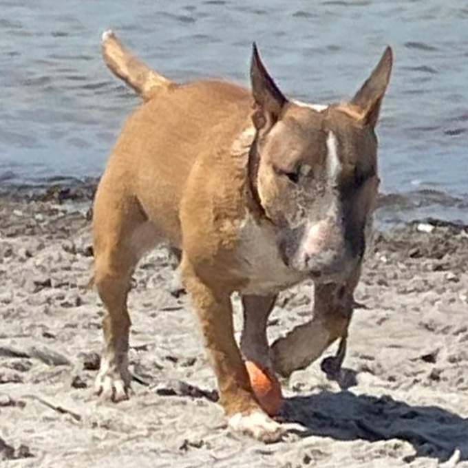 Vito Mini Bulli am Strand ohne Leine