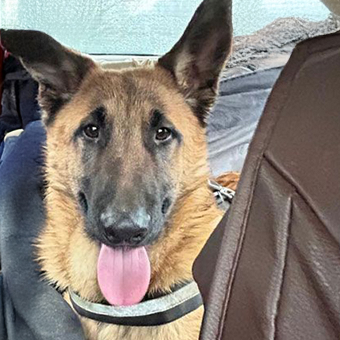 Joey ist ein Schäferhund-Mix