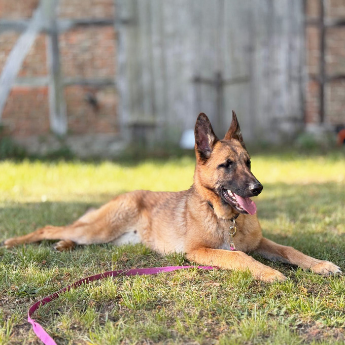 IMG_Galerie_2_680x680px_-Joey Joey Schäferhund-Mix