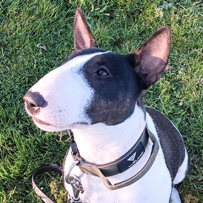 Dolly sitzt und schaut aufmerksam hoch