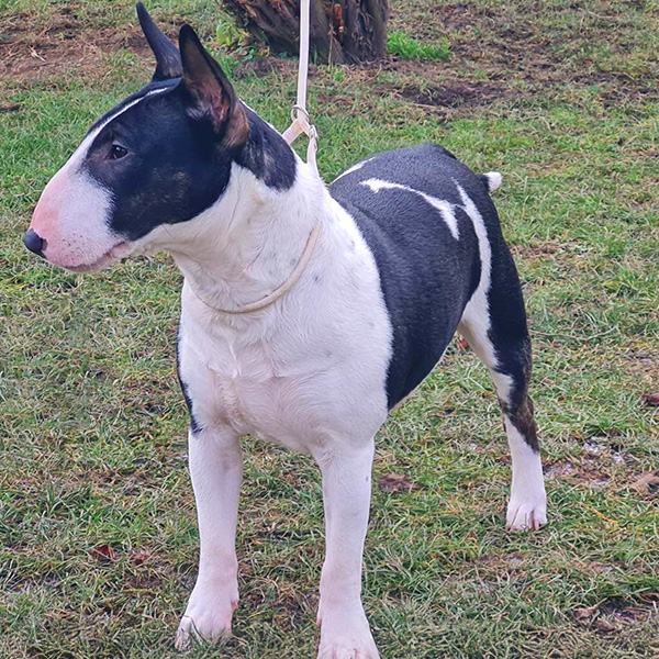 Miniatur Bullterrier-Hündin steht seitlich und wirkt stolz und selbstbewusst.