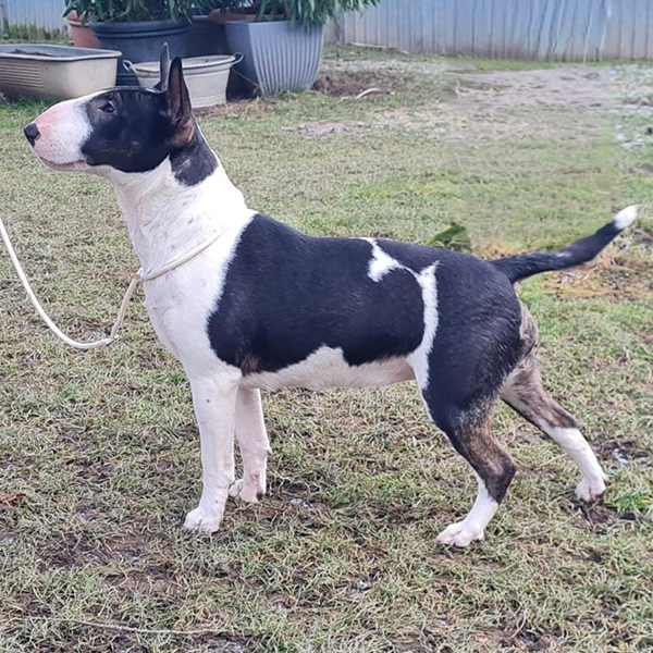 Dolly steht seitlich und posiert wie ein großer Bullterrier