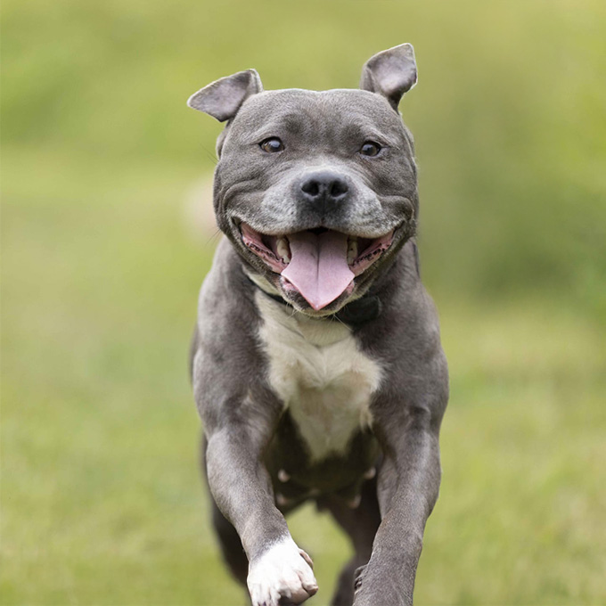 Fienchen, eine junge, fröhliche American Staffordshire Hündin, läuft freudig in die Kamera.