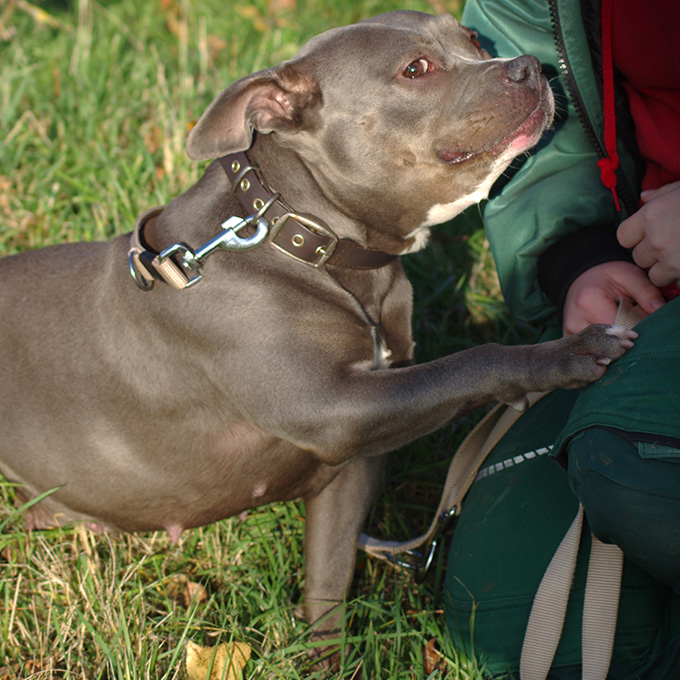 Staffordshire Bullterrier-Hündin Olivia lehnt sich verschmust an ihre Bezugsperson.