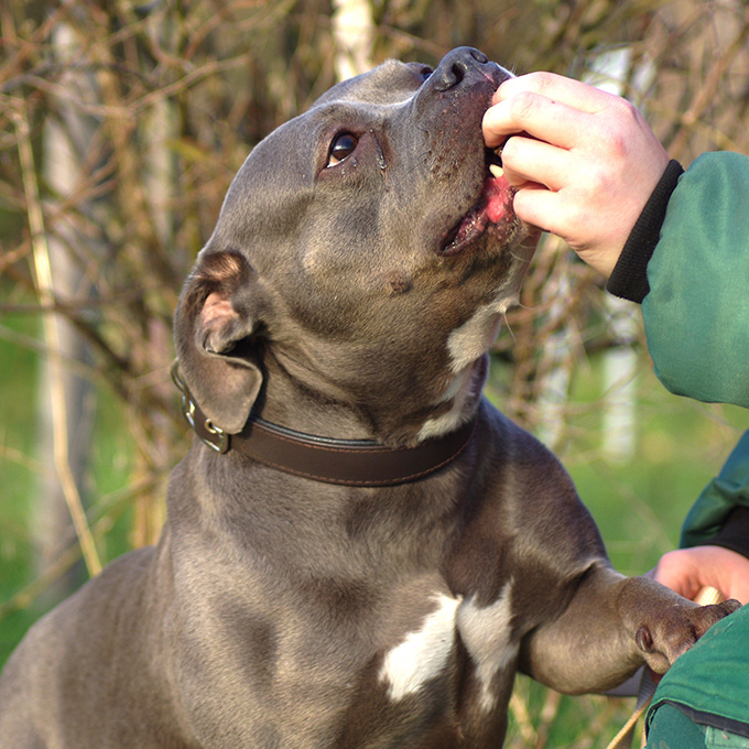Olivia nimmt im Training von ihrer Bezugsperson ein Leckerli entgegen.