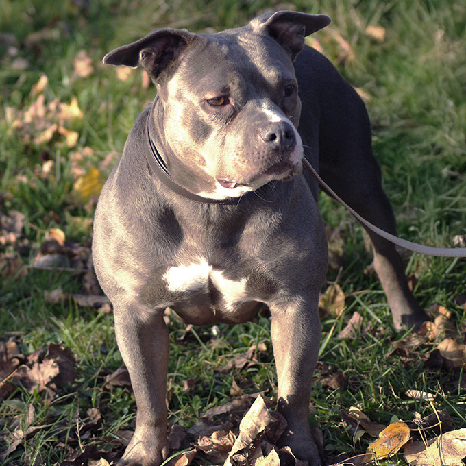 Staffordshire Bullterrier-Hündin Olivia schaut aufmerksam ins Gelände.