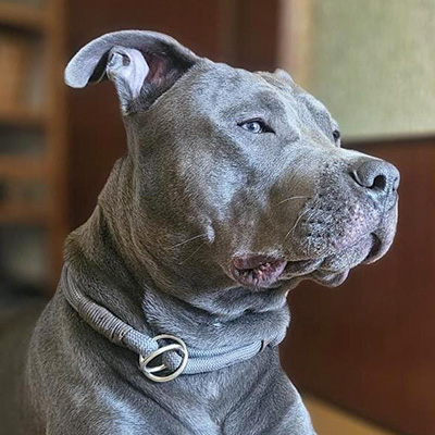 Bucks, ein 2023 geborener American Staffordshire Terrier, zeigt sich ruhig, freundlich und ausgeglichen.