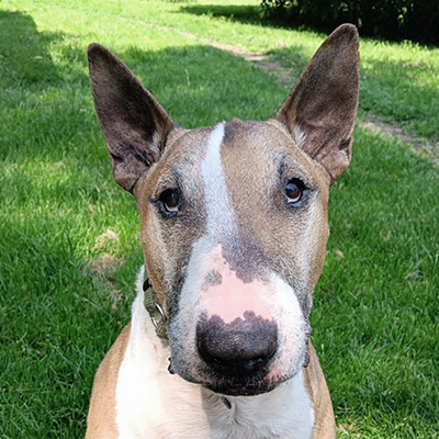 Miles ist ein 9 jähriger Bullterrier und sucht liebevolle Menschen.