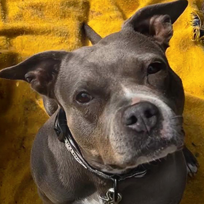 Anubis sitzt auf einer blauen Decke auf dem Sofa und blickt treu in die Kamera.