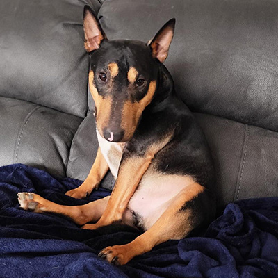 Anubis sitzt auf einer blauen Decke auf dem Sofa und blickt treu in die Kamera.