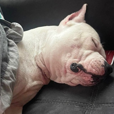 Pablo liegt zugedeckt auf dem Sofa und schläft tief und entspannt.