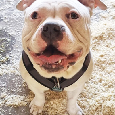 American Bully Tyson sitzt mit geöffnetem Maul, wirkt entspannt und blickt direkt in die Kamera.