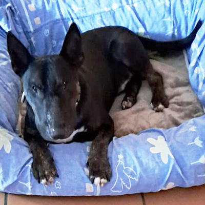 Bogi liegt in einem himmelblauen Körbchen und blickt müde in die Kamera