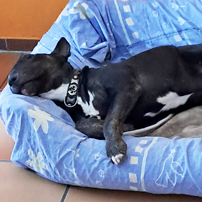 Bogi schläft mit dem Kopf auf dem Rand seines blauen Körbchens