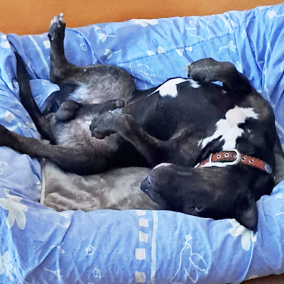 Bogi liegt auf dem Rücken im Körbchen und zeigt seinen Bauch