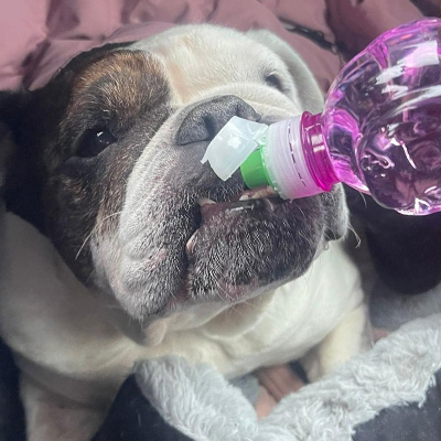 Pumba sitzt im Auto und trinkt vorsichtig Wasser aus einer ihr gereichten Flasche.