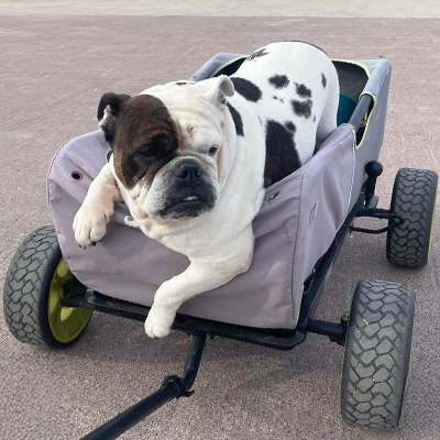 Pumba sitzt in einem offenen Caddy und schaut aufmerksam zur Seite hinaus.