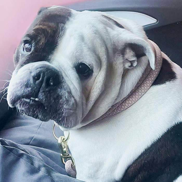 Pumba sitzt im Körbchen und schaut freundlich in die Kamera, ihr Gesicht ist zur Hälfte weiß und braun.