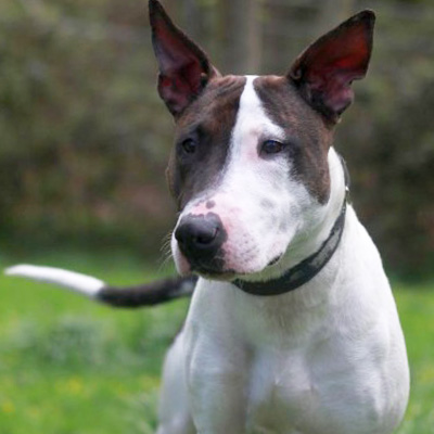 2. Bernadette steht aufmerksam im Gelände und beobachtet interessiert die Umgebung.