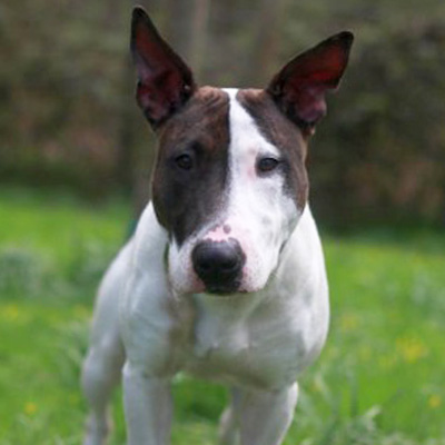 3.	Die Bullterrier-Mix-Hündin läuft mit fröhlichem Gesichtsausdruck auf die Kamera zu.