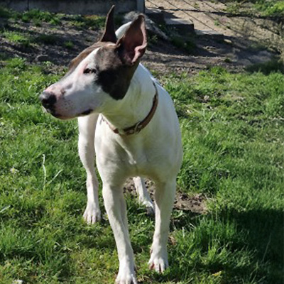 Bernadette - ein ganz besonderer Bulli-Mix.