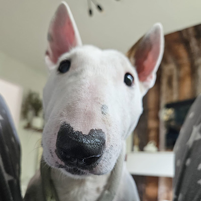 Fröhliche Miniatur Bullterrier Hündin Ally