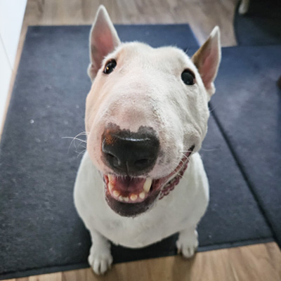 Fröhliche Miniatur Bullterrier Hündin Ally