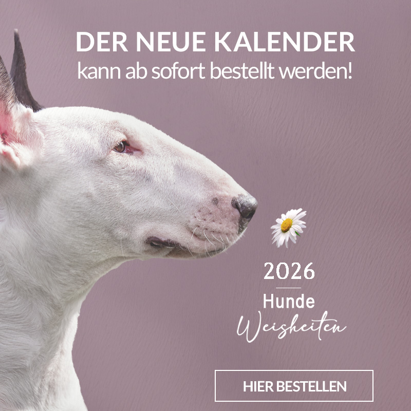 Jetzt mitmachen und für Bullterrier-in-Not abstimmen!