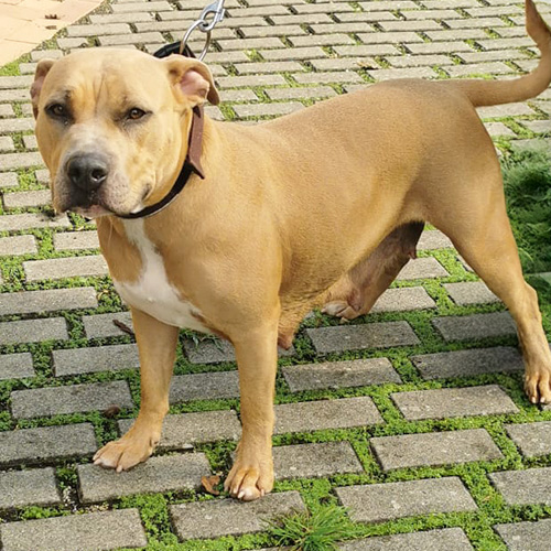 IMG_Galerie_1_500x500px-Coco Coco steht seitlich und wirkt entspannt, fast etwas müde, nach dem Spaziergang.