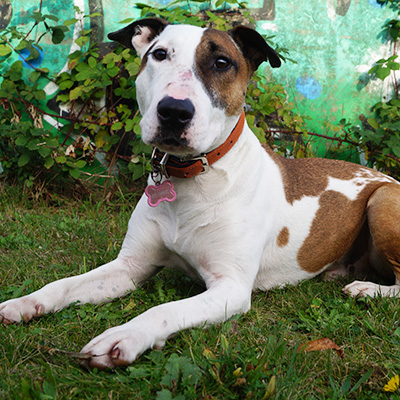 Bullterrier-Mix Haku liegt im Gras und blickt ruhig in die Kamera.