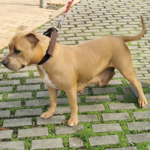 IMG_Galerie_2_500x500px-Coco Coco steht seitlich und blickt gespannt in eine Richtung – offenbar hat sie etwas entdeckt.