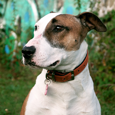 Bullterrier-Mix Haku im Seitenprofil mit nach hinten gelegten Ohren.