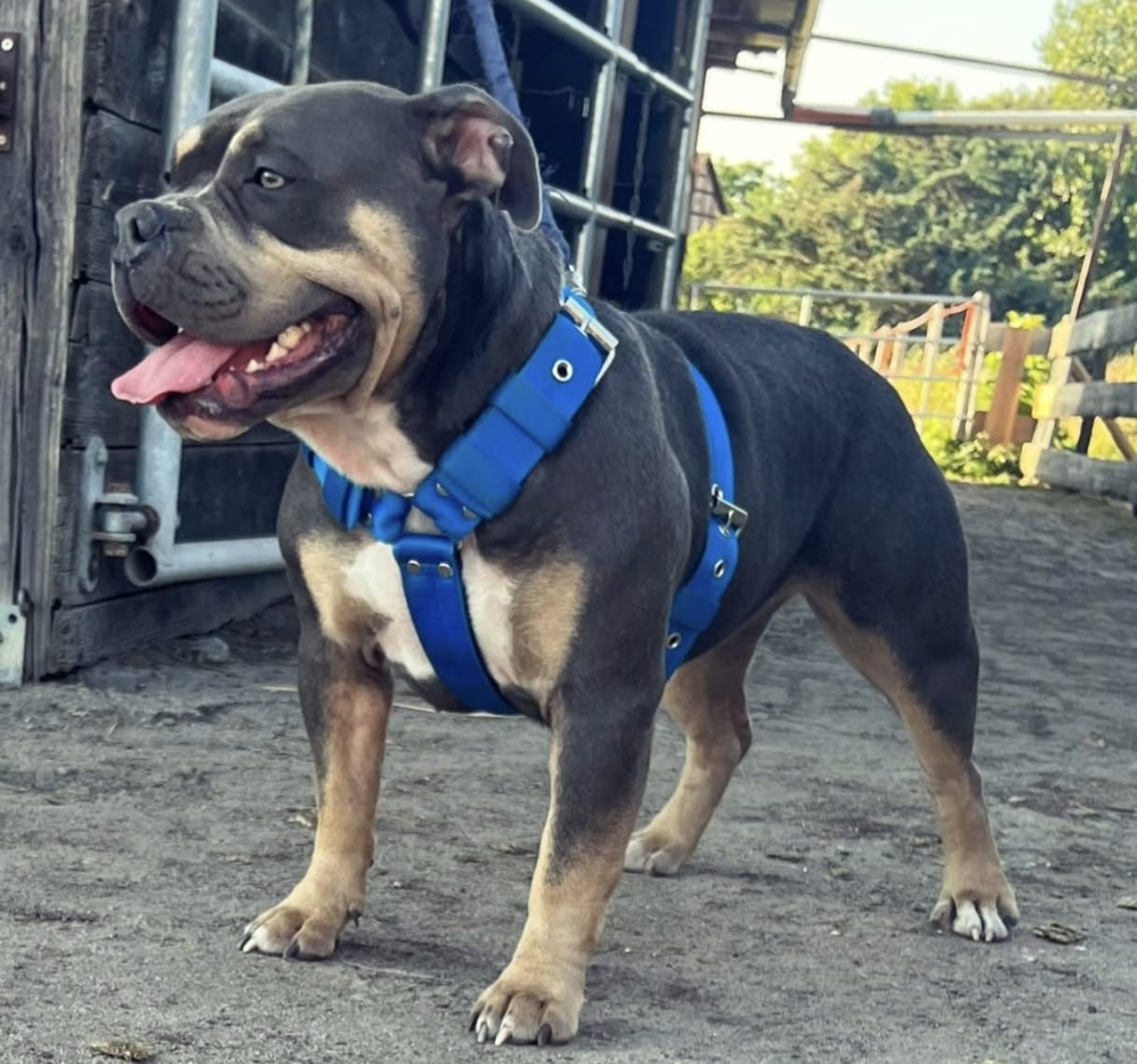 Pocket Bully Hündin mit blauem Geschirr steht im Gelände und hechelt leicht.