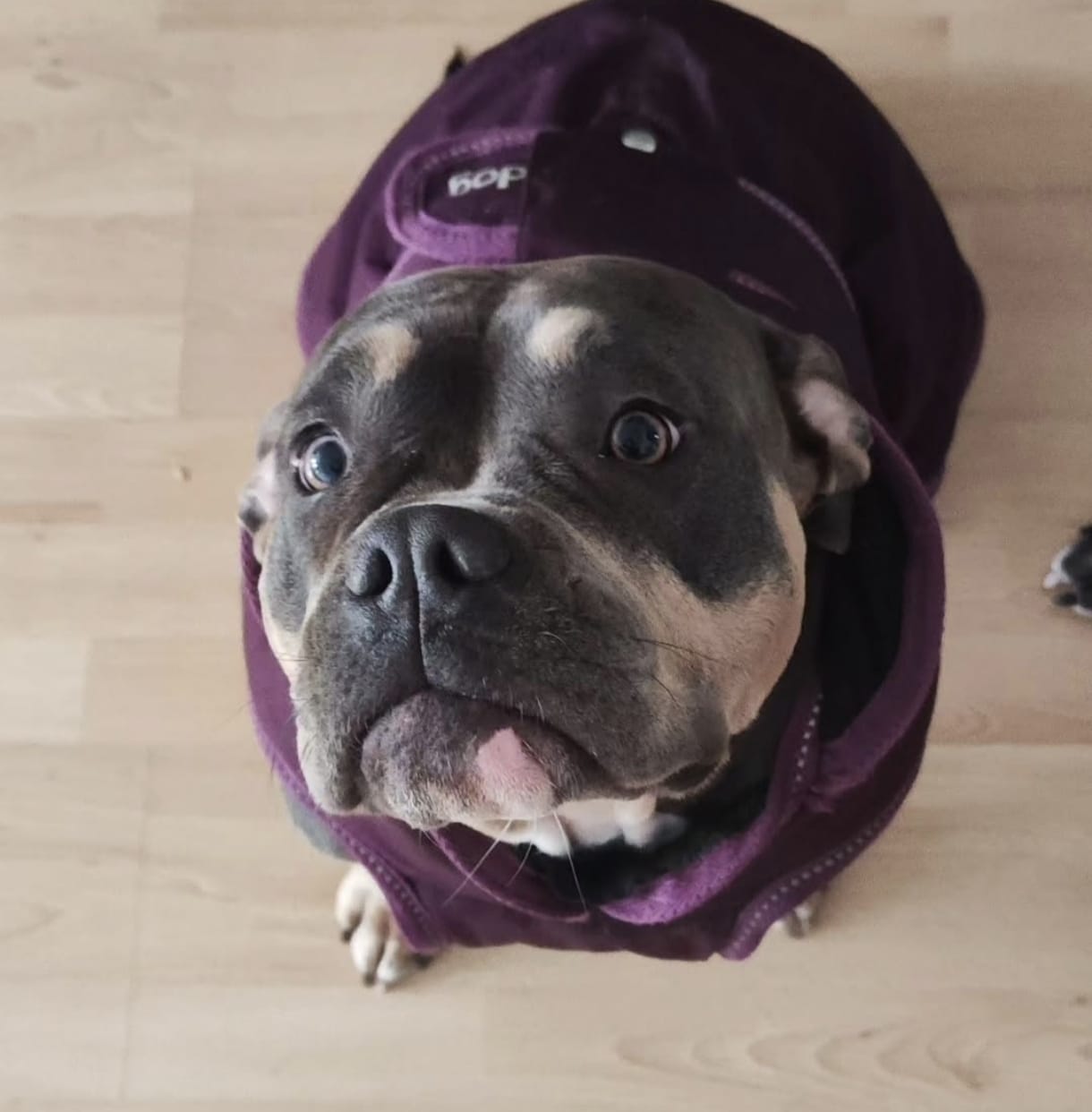 Pocket Bully Hündin im violetten Bademantel schaut erwartungsvoll nach oben.