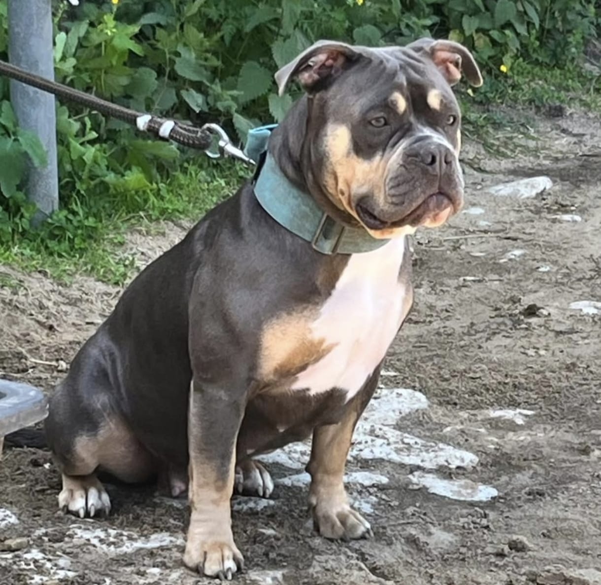 Kräftige Pocket Bully Hündin sitzt im Sand und schaut interessiert in die Umgebung.