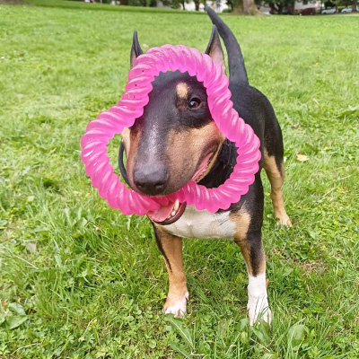 : Ivan mit pinkem Spielzeug im Maul, durch das er schaut