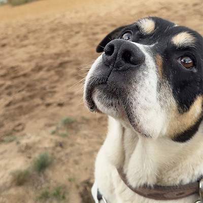 Erwin mit sanftem Blick, der erwartungsvoll nach oben schaut.