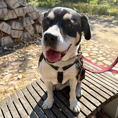 Erwin sitzt entspannt auf einem Holzsteg am See und hechelt leicht.