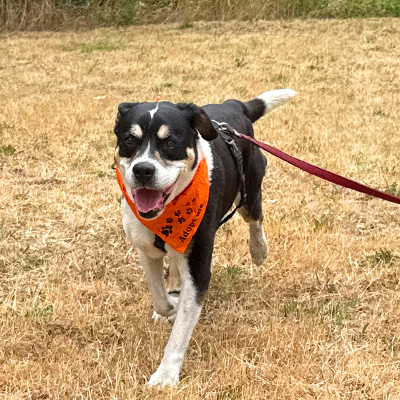 Erwin läuft freudig durch das trockene Gras auf die Kamera zu.